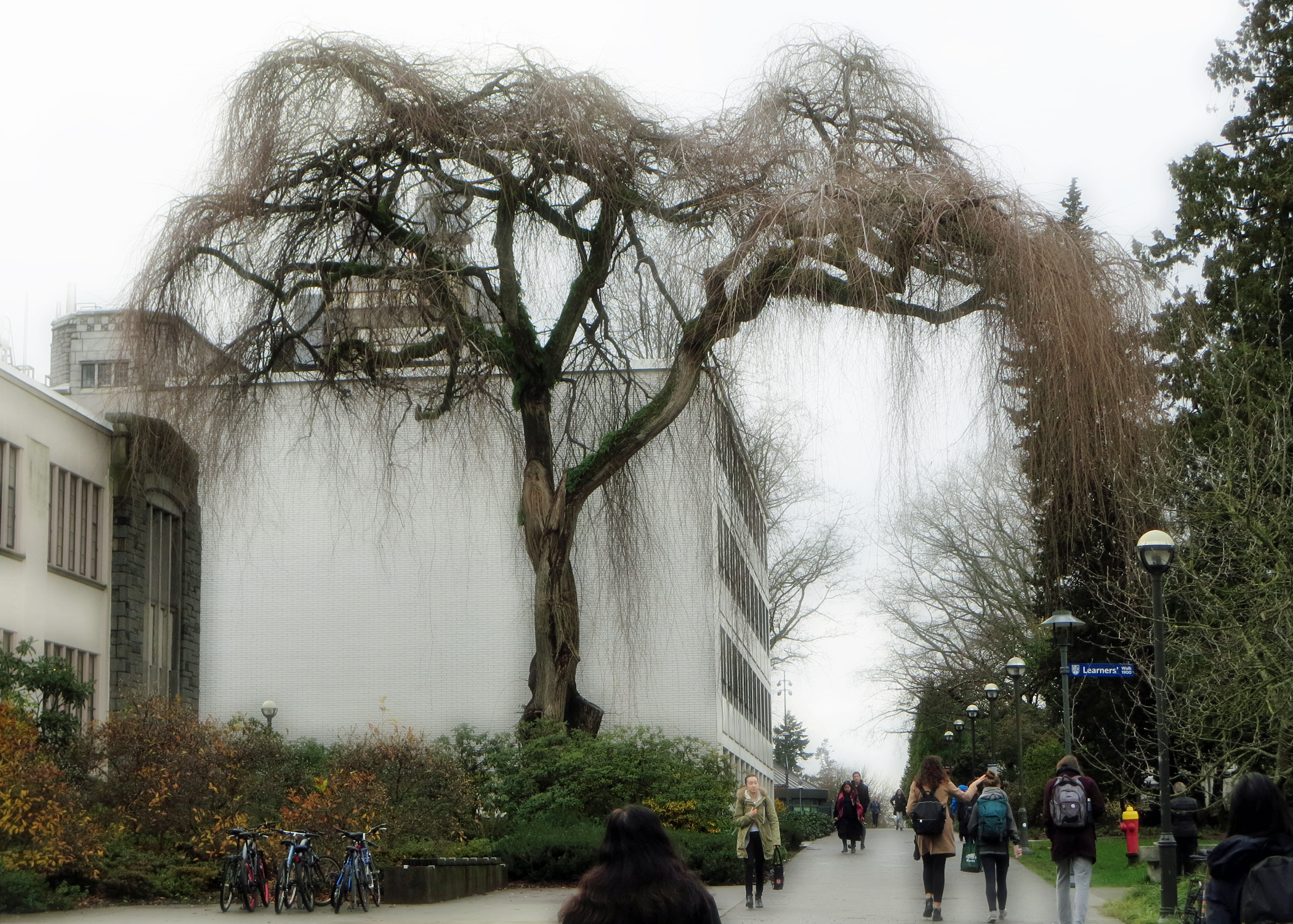 The UBC campus in the rain.